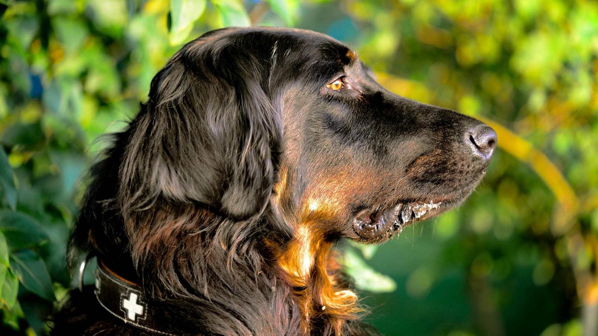 Specialist Vets in Wilmington