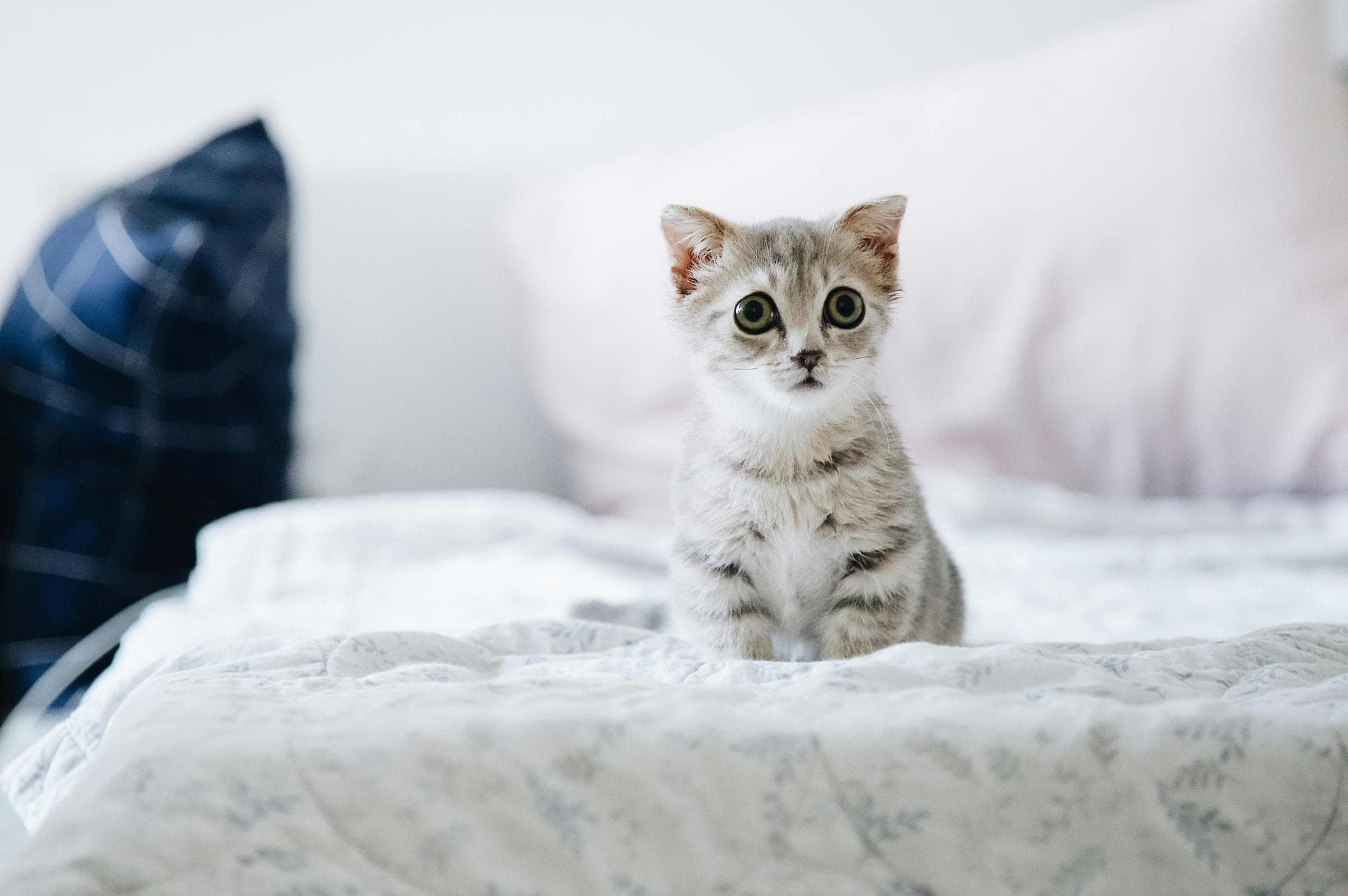 Dog & Cat Vets in Wilmington